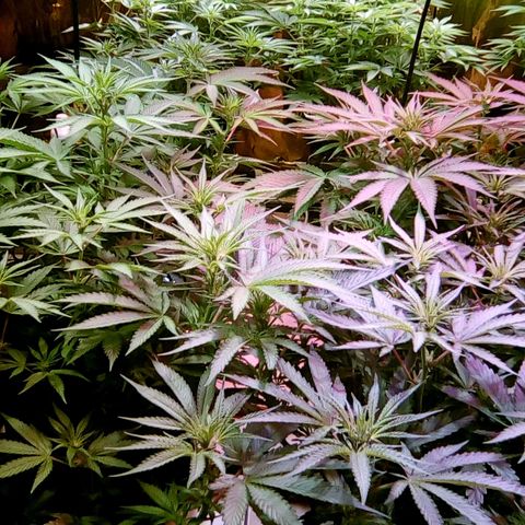 Fire alien strawberry x mac rillaz F1 growlog timeline photo