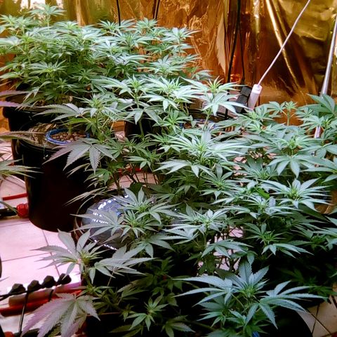 Fire alien strawberry x mac rillaz F1 growlog timeline photo