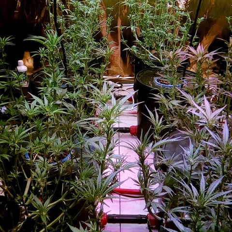 Fire alien strawberry x mac rillaz F1 growlog timeline photo