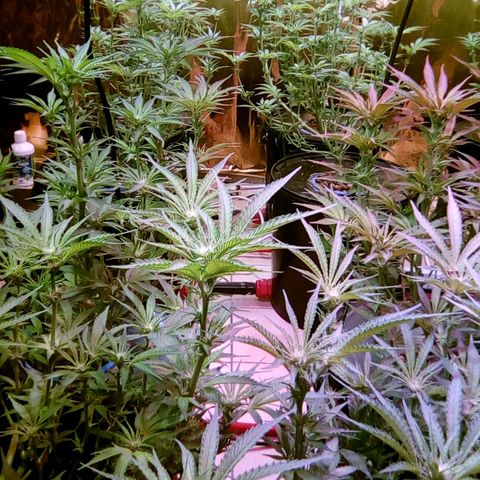Fire alien strawberry x mac rillaz F1 growlog timeline photo