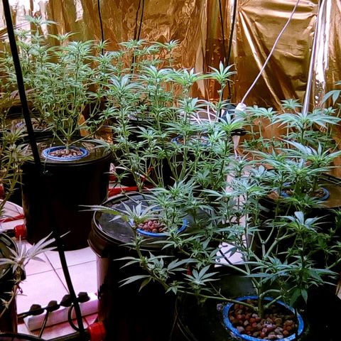 Fire alien strawberry x mac rillaz F1 growlog timeline photo