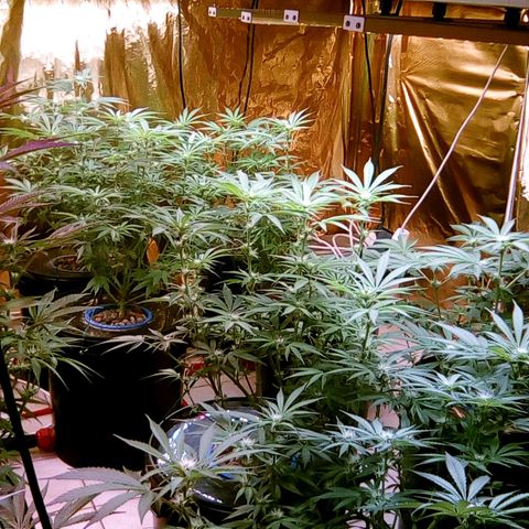 Fire alien strawberry x mac rillaz F1 growlog timeline photo