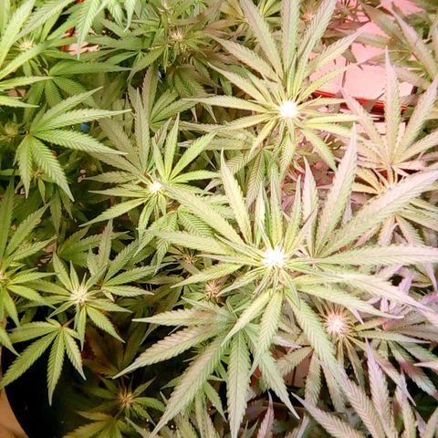 Fire alien strawberry x mac rillaz F1 growlog timeline photo