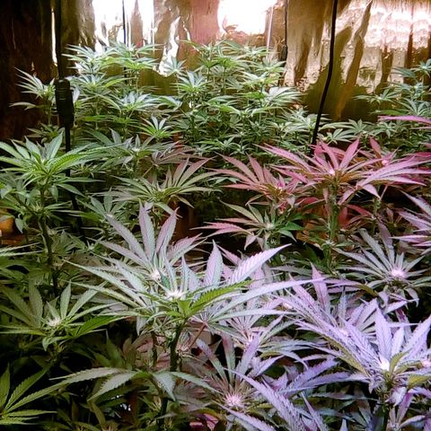 Fire alien strawberry x mac rillaz F1 growlog timeline photo
