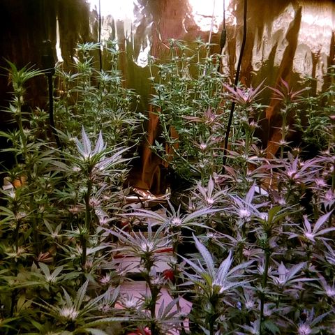 Fire alien strawberry x mac rillaz F1 growlog timeline photo
