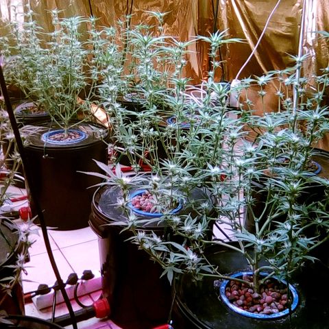 Fire alien strawberry x mac rillaz F1 growlog timeline photo