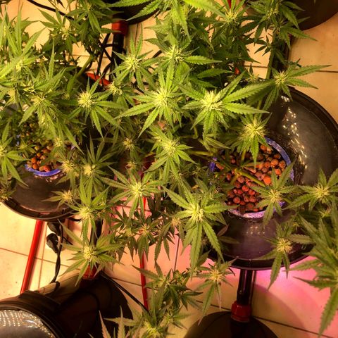 Fire alien strawberry x mac rillaz F1 growlog timeline photo