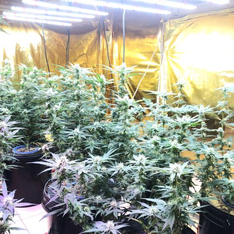 Fire alien strawberry x mac rillaz F1 growlog timeline photo