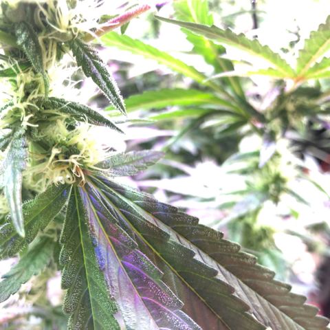 Fire alien strawberry x mac rillaz F1 growlog timeline photo