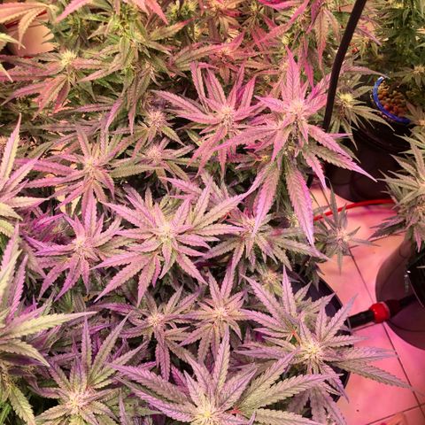 Fire alien strawberry x mac rillaz F1 growlog timeline photo