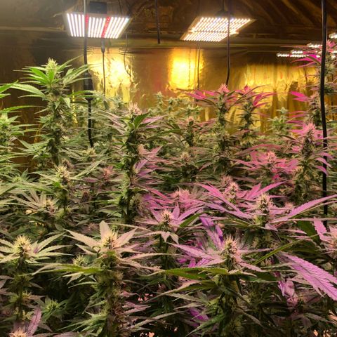 Fire alien strawberry x mac rillaz F1 growlog timeline photo