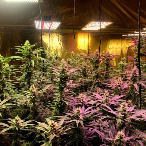 Fire alien strawberry x mac rillaz F1 growlog timeline photo