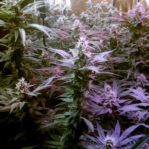 Fire alien strawberry x mac rillaz F1 growlog timeline photo