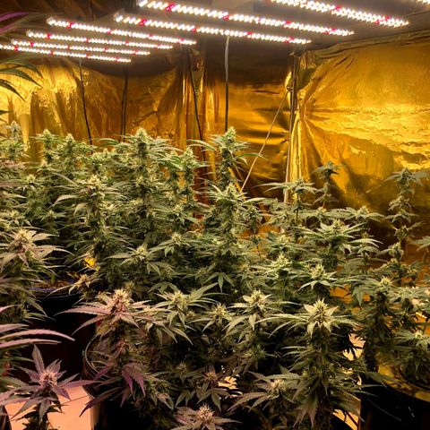 Fire alien strawberry x mac rillaz F1 growlog timeline photo