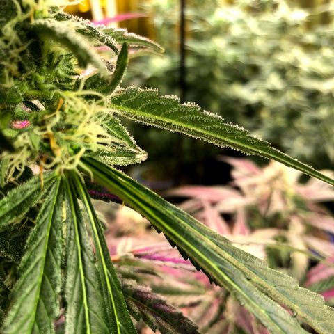 Fire alien strawberry x mac rillaz F1 growlog timeline photo