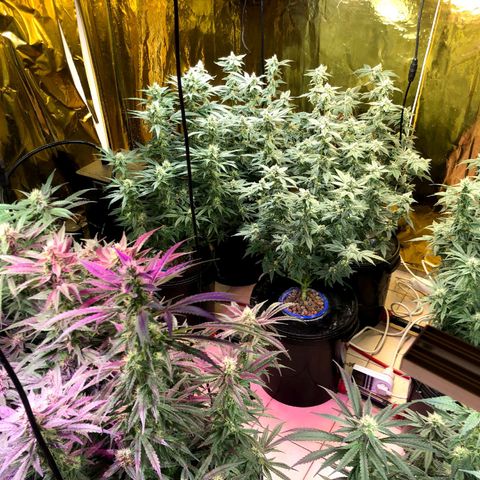 Fire alien strawberry x mac rillaz F1 growlog timeline photo