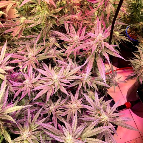 Fire alien strawberry x mac rillaz F1 growlog timeline photo