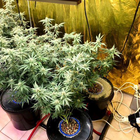 Fire alien strawberry x mac rillaz F1 growlog timeline photo