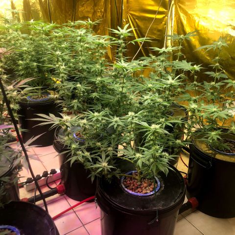 Fire alien strawberry x mac rillaz F1 growlog timeline photo
