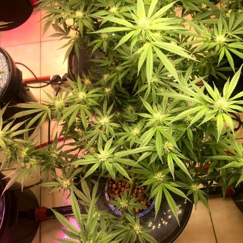 Fire alien strawberry x mac rillaz F1 growlog timeline photo