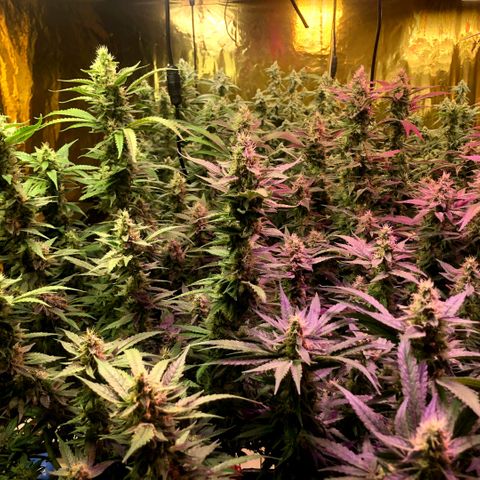 Fire alien strawberry x mac rillaz F1 growlog timeline photo