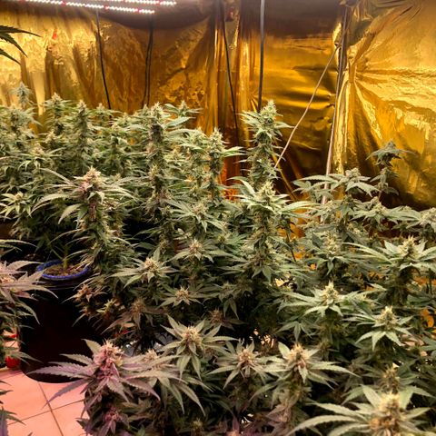 Fire alien strawberry x mac rillaz F1 growlog timeline photo
