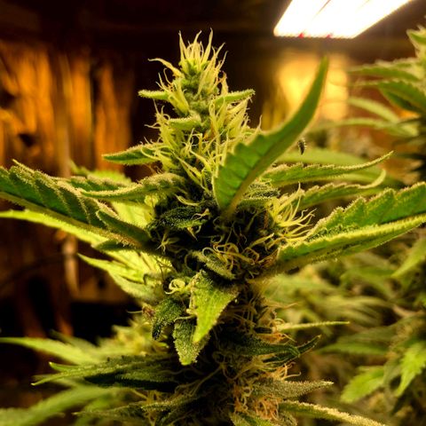 Fire alien strawberry x mac rillaz F1 growlog timeline photo