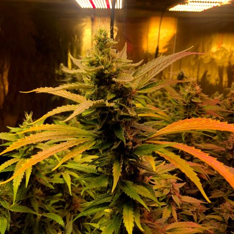 Fire alien strawberry x mac rillaz F1 growlog timeline photo