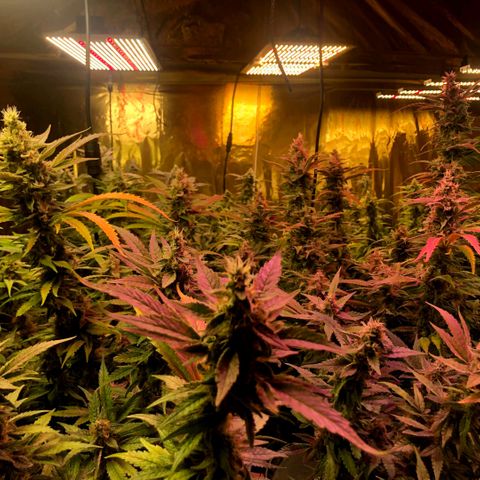 Fire alien strawberry x mac rillaz F1 growlog timeline photo