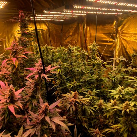 Fire alien strawberry x mac rillaz F1 growlog timeline photo