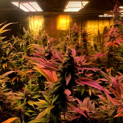 Fire alien strawberry x mac rillaz F1 growlog timeline photo