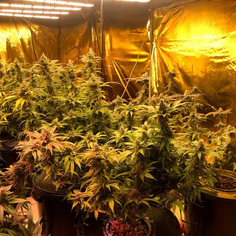 Fire alien strawberry x mac rillaz F1 growlog timeline photo