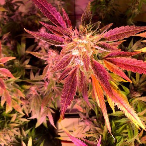 Fire alien strawberry x mac rillaz F1 growlog timeline photo
