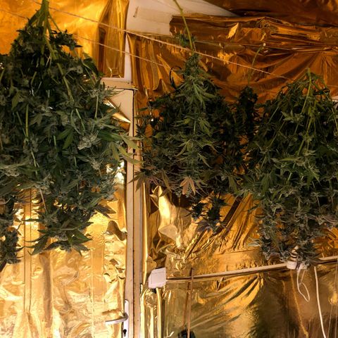 Fire alien strawberry x mac rillaz F1 growlog timeline photo