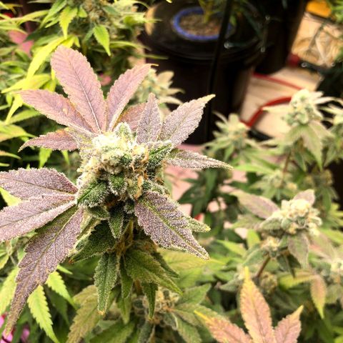 Fire alien strawberry x mac rillaz F1 growlog timeline photo