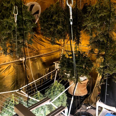 Fire alien strawberry x mac rillaz F1 growlog timeline photo