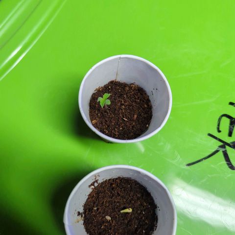 Tangie growlog timeline photo