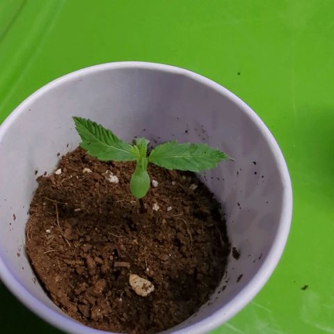 Cannatonic CBD growlog photo: I think seedling got cold shock. Added heater.
