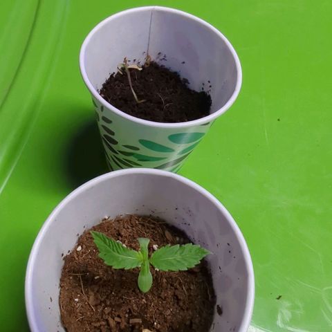 Cannatonic CBD growlog photo: I think seedling got cold shock. Added heater.