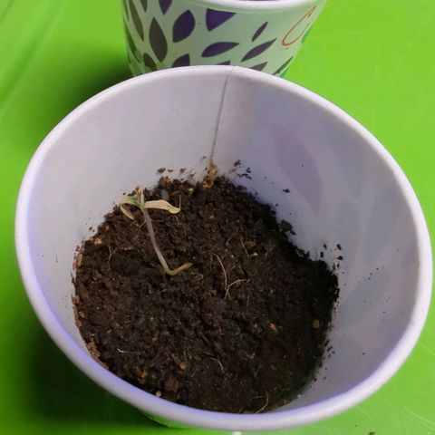 Cannatonic CBD growlog photo: I think seedling got cold shock. Added heater.