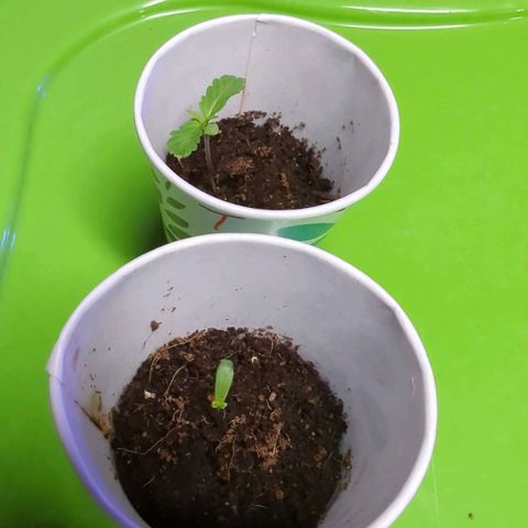 Tangie growlog timeline photo