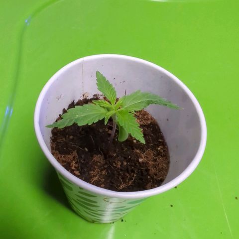 Cannatonic CBD growlog timeline photo