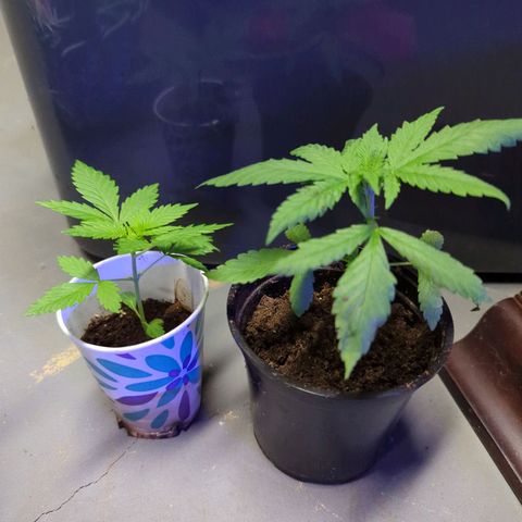 Tangie growlog timeline photo