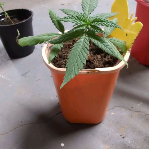 Cannatonic CBD growlog timeline photo