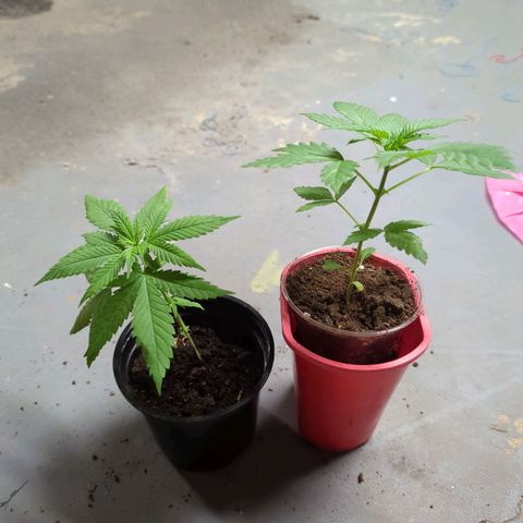 Tangie growlog timeline photo