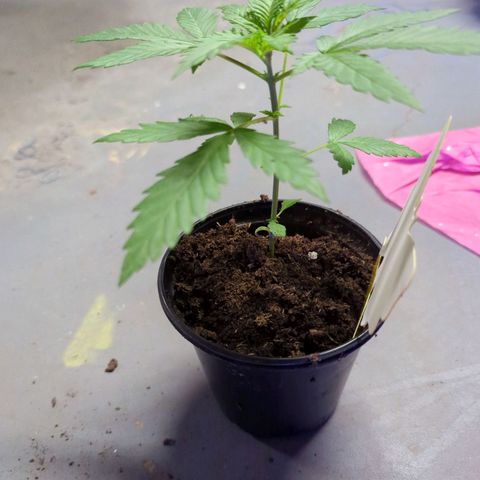 Moby Dick CBD growlog timeline photo