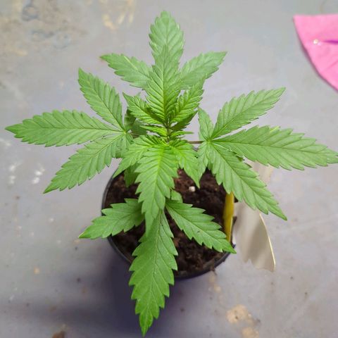 Moby Dick CBD growlog timeline photo