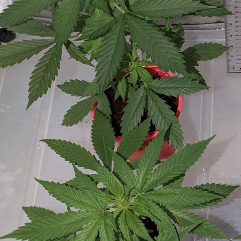 Tangie growlog timeline photo