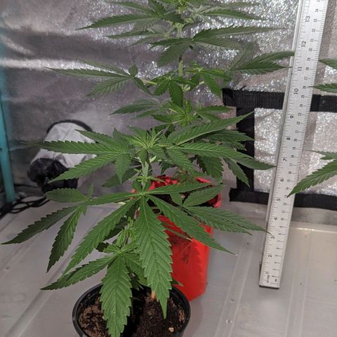 Tangie growlog timeline photo