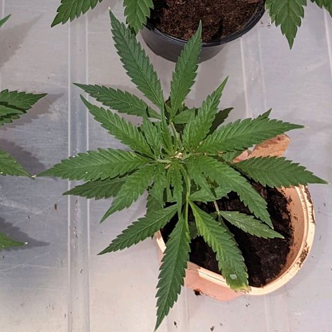 Cannatonic CBD growlog timeline photo